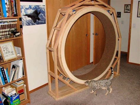 10 Best DIY Cat Wheel Plans | Cat exercise wheel, Cat exercise, Cat diy