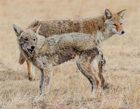 Coyotes With Mange: How to Identify and Avoid it