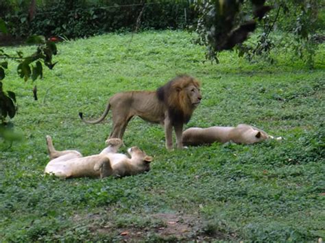 Entebbe Zoo Entrance Fee - Uganda Wildlife Education Centre Animals & Opening Hours