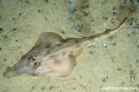 Aptychotrema rostrata - Long-snout Shovelnose Ray | ReefLifeSurvey.com