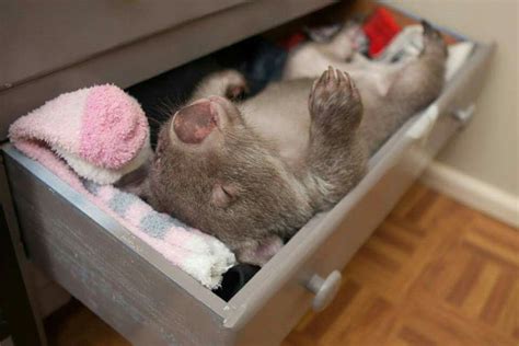 Australie | Animals, Baby wombat, Cute animals