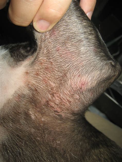 0 Result Images of Dog Has Green Bumps On Skin - PNG Image Collection