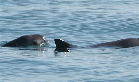 “In-Danger” designation for vaquita habitat could be delayed – The Log