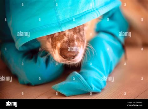 Nose of dog wearing bright blue hood hiding face Stock Photo - Alamy