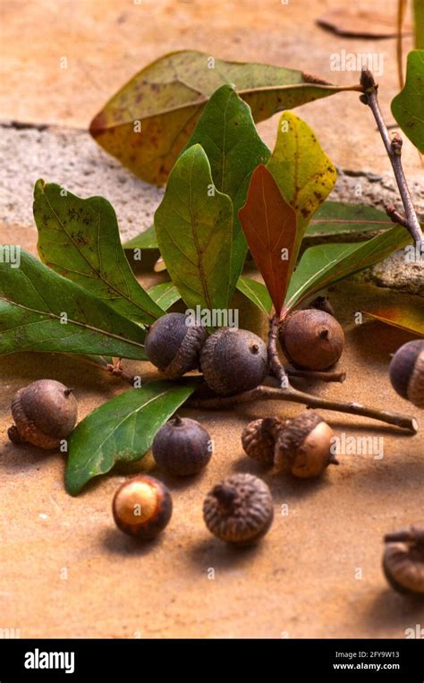 ACORNS Quercus nigra Water Oak Stock Photo - Alamy