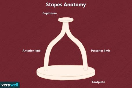 Ossicles: Anatomy, Function, and Treatment