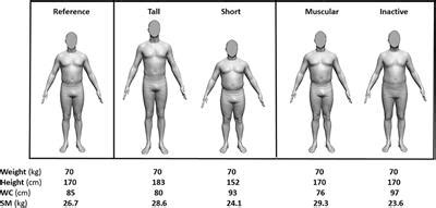 Frontiers | Simple Skeletal Muscle Mass Estimation Formulas: What We ...