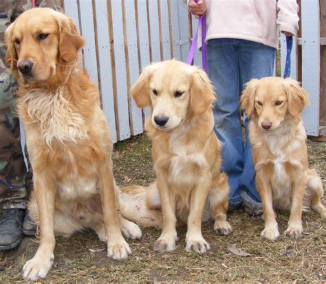 25+ Miniature Mini Golden Retriever Full Grown Image - Codepromos