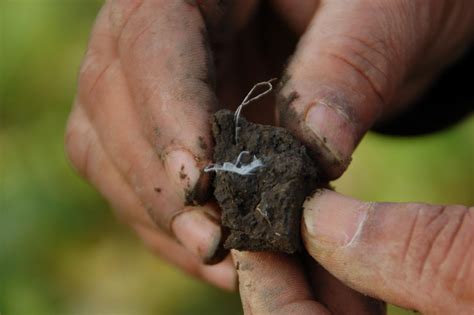 Fungi and Bacteria - Soil Health Nexus