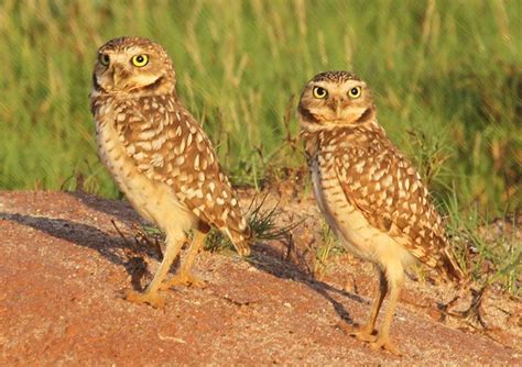 Recently named as National symbol of Aruba. "Shoco" or burrowing owl only can be found in Aruba ...