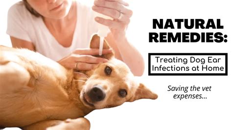 Natural Remedies To Treat Dog Ear Infection If You Can't Afford VET!