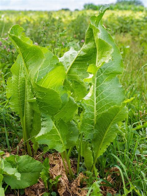 Controlling Horseradish: Tips To Get Rid Of Horseradish Plants