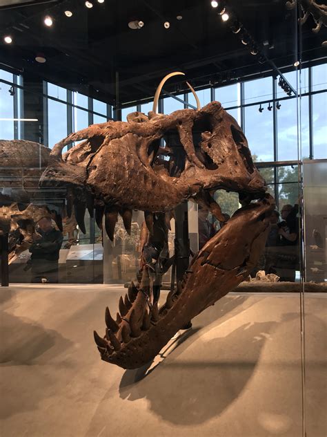 “One of the most well-preserved and complete skulls of T. rex in the world.” At the Burke Museum ...