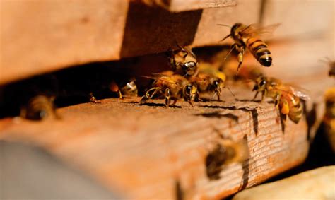 Honey, I’m home: Backyard beekeeping - SALIFE