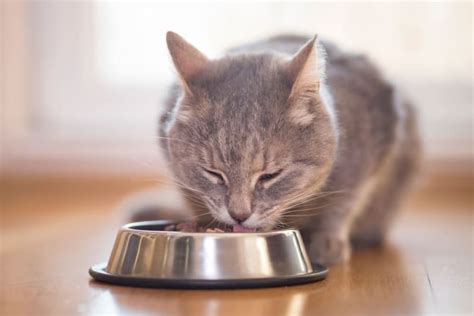 Diet for Cats With Hyperthyroidism | Placentia Vets