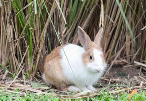 200+ White Rabbit Names: Names For Male & Female White Rabbits