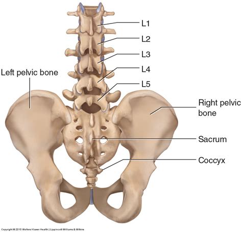 Spinal Anatomy Including Transverse Process And Lamina, 56% OFF