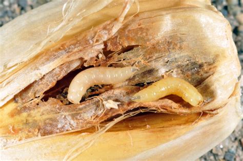 Root Maggots: Identification, Prevention, and Control Methods