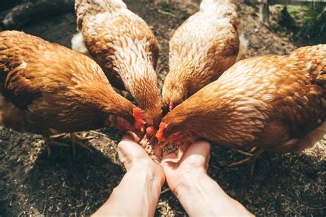 Demystifying Chicken Feed – Flockjourney