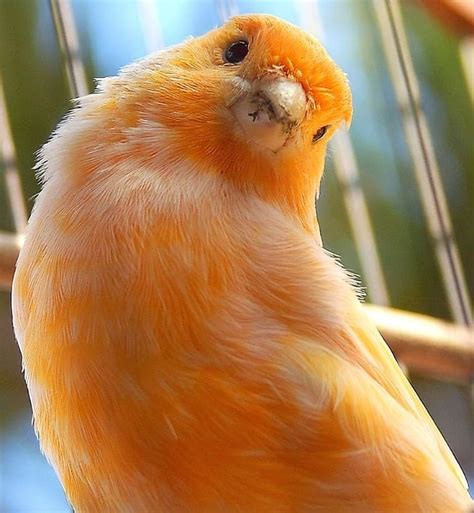 Canary Colors | 5 Basic Colors in Canaries and Amazing Facts