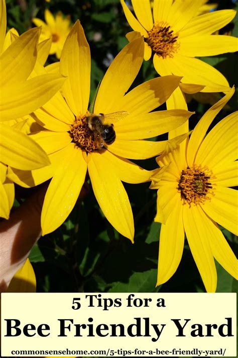 5 Tips for a Bee Friendly Yard - Do Your Part to Save the Bees