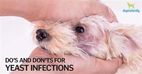 Itchy Dog? It Might Be A Yeast Infection | Dog yeast infection, Yeast in dogs, Dog yeast ...
