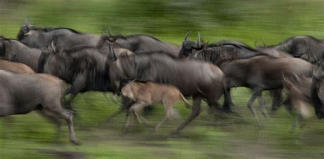Photography Tip 1: Creating a Sense of Motion | Safari travel, Luxury african safari, African safari