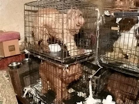 A Woman Has Been Banned From Keeping Animals For Life After A Raid On Her Home Found 54 Dogs ...