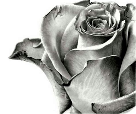 Grey rose | Pencil drawings, Beautiful flower drawings, Flower drawing