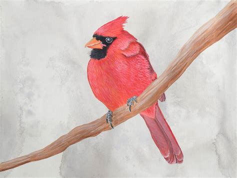 Fluffy Male Cardinal Painting by Brady Nielson | Saatchi Art