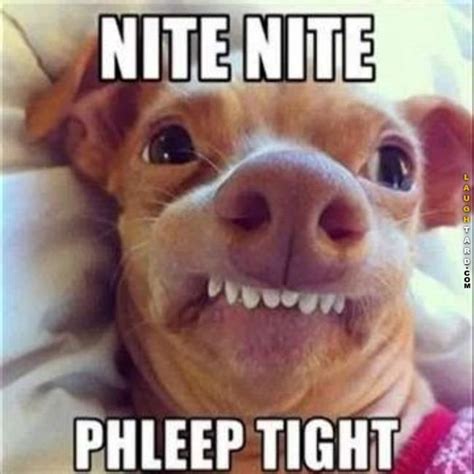 Nite Nite | Good night funny, Cute funny animals, Funny animal quotes