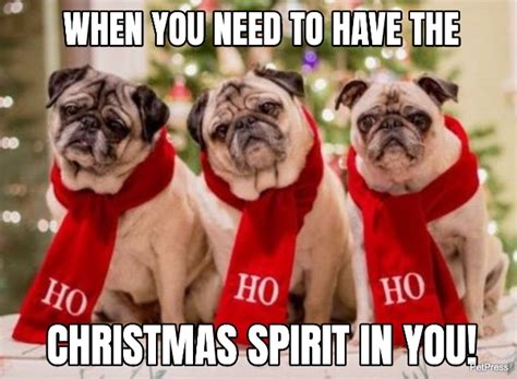 Christmas Animal Memes 2023 Best Top The Best Review of | Cheap ...