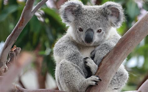 Koala Bear in Sydney, Australia