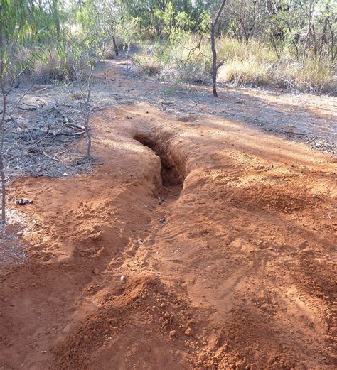 About northern hairy-nosed wombats | Environment, land and water ...