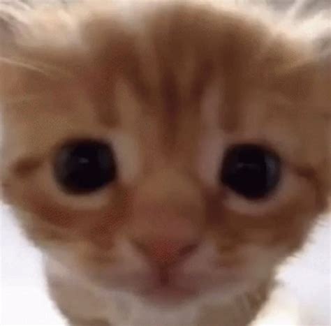 Cute Small Orange Cat Staring at Camera