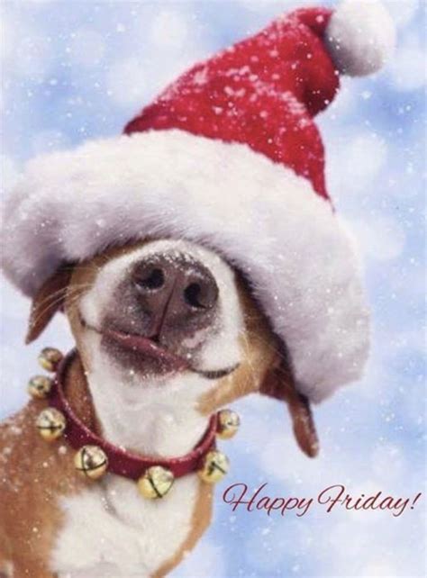 Pin by Irene C on Seven Days A Week .......... | Christmas dog, Cute animals, Christmas animals