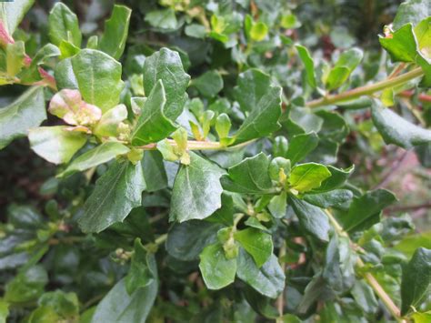 Baccharis pilularis, Coyote Bush – Larner Seeds