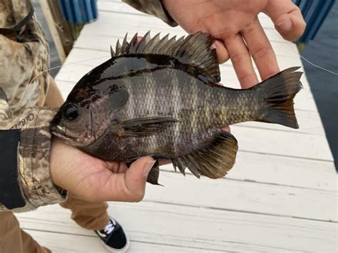 Hybrid Bluegill vs Bluegill: Differences, Explained! • Panfish Nation