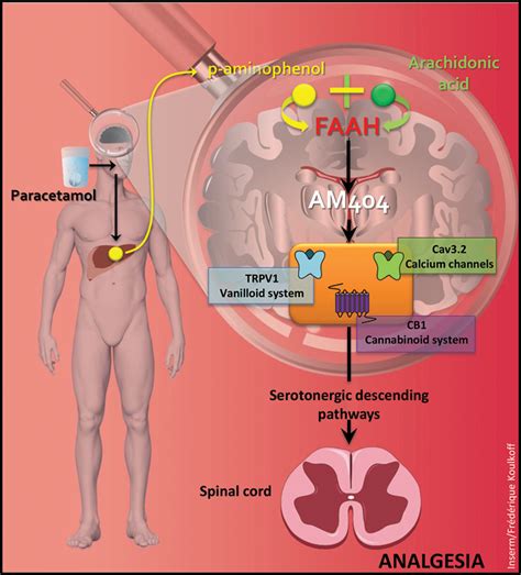 Paracetamol: Update on its Analgesic Mechanism of Action | IntechOpen