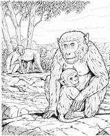 Apes Coloring Pages  ColoringBay sketch template