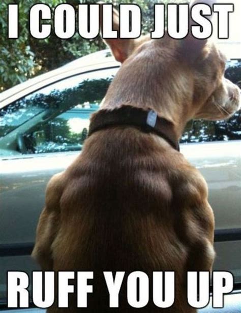 Do You Even Lift, Dog? - I Has A Hotdog - Dog Pictures - Funny pictures of dogs - Dog Memes ...