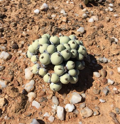 Conophytum Calculus Seeds - Cactus Kingdom