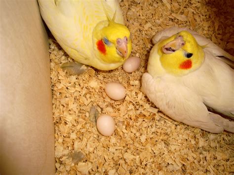 BREEDING COCKATIELS