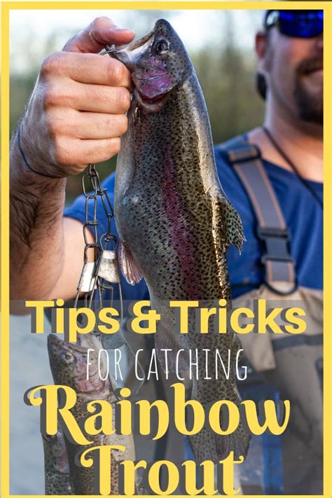 Rainbow Trout Fishing (With images) | Rainbow trout, Trout fishing tips, Rainbow trout fishing