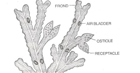 FUCUS - STRUCTURE OF VEGETATIVE BODY AND REPRODUCTION