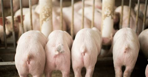 How to care for weaned pigs: Basics of nursery pig care | Alltech