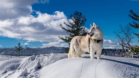 Wallpaper Dog, Husky, Cute Animals, Snow, Winter, 5k, - Husky Perro 4k - 3840x2160 Wallpaper ...