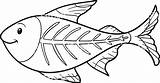 X Ray Fish Coloring Page At GetColoringscom  Free Printable Colorings sketch template