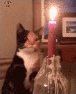 Cat Flame GIF - Cat Flame Fire - Discover & Share GIFs