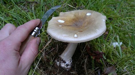 Poisonous fungi – Death Cap and Destroying Angel v False Deathcap ...